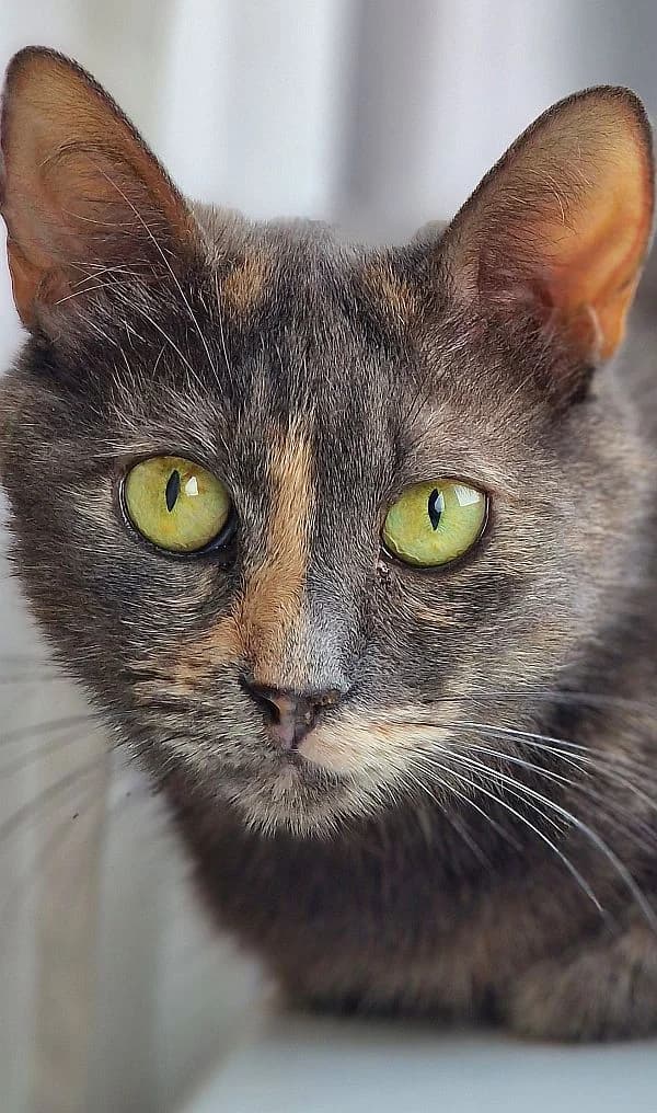 Krasota, 6yo Mixed Breed Cat for adoption at Katzenschutz Winterhude, Hamburg