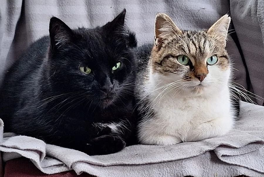 Lätzchen & Stöpsel, young Mixed Breed Cat for adoption at Katzenschutz Winterhude, Hamburg