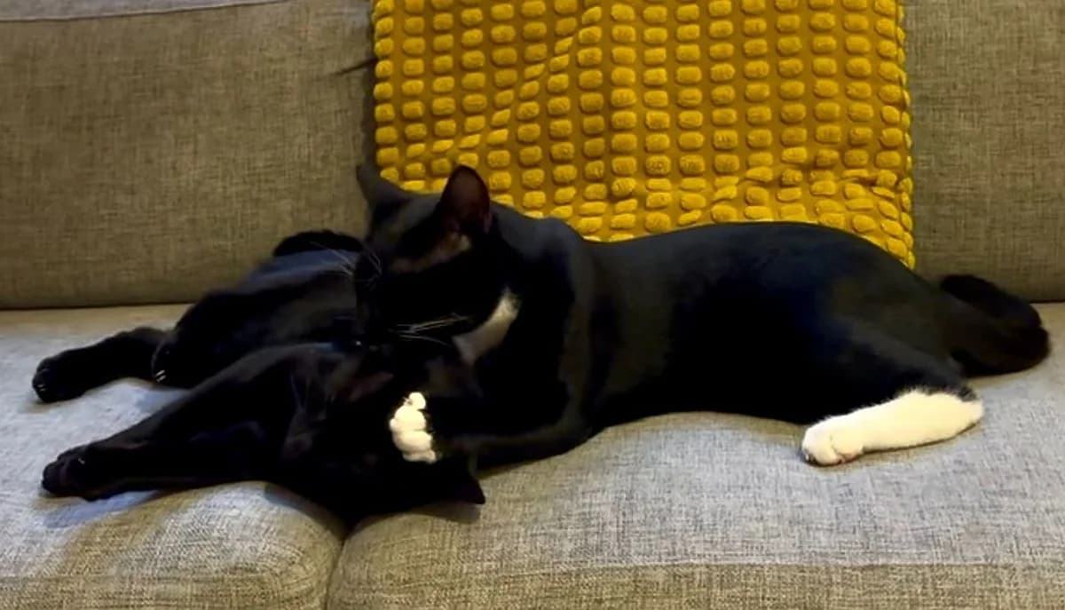 Lenny & Leo, young Mixed Breed Cat for adoption at Katzenschutz Winterhude, Hamburg