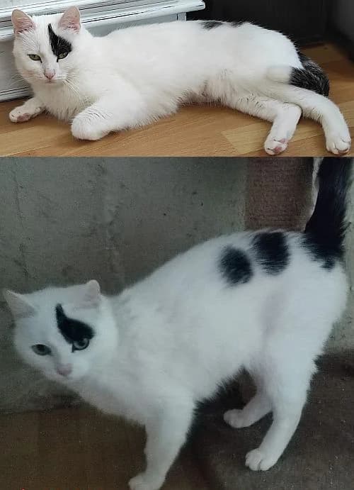 Leyla, young Mixed Breed Cat for adoption at Katzenschutz Winterhude, Hamburg