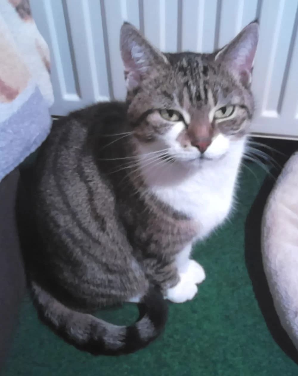 Lilly, Mixed Breed Cat for adoption at Katzenschutz Winterhude, Hamburg