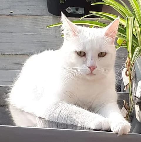 Lilly, 5yo Mixed Breed Cat for adoption at Katzenschutz Winterhude, Hamburg