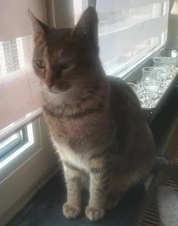 Lilly, Mixed Breed Cat for adoption at Katzenschutz Winterhude, Hamburg