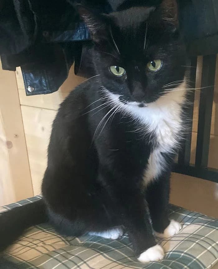Lily, 5yo Mixed Breed Cat for adoption at Katzenschutz Winterhude, Hamburg