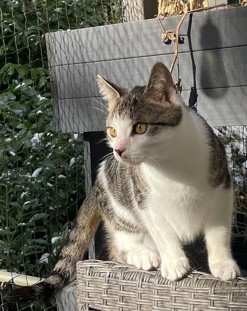Loki, young Mixed Breed Cat for adoption at Katzenschutz Winterhude, Hamburg