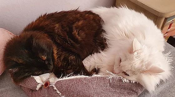 Loona u. Candy, senior Mixed Breed Cat for adoption at Katzenschutz Winterhude, Hamburg