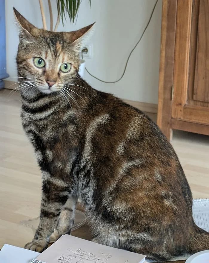 Lou, 3yo Mixed Breed Cat for adoption at Katzenschutz Winterhude, Hamburg