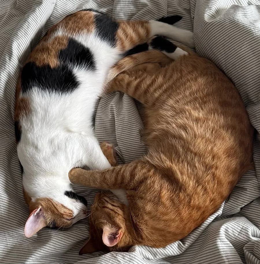 Lua & Sol, young Mixed Breed Cat for adoption at Katzenschutz Winterhude, Hamburg