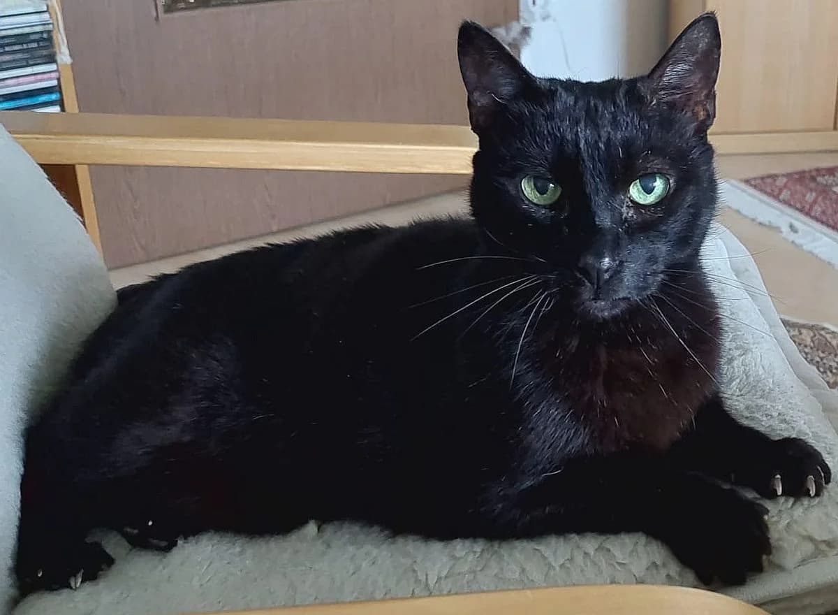 Lucipurr, senior Mixed Breed Cat for adoption at Katzenschutz Winterhude, Hamburg