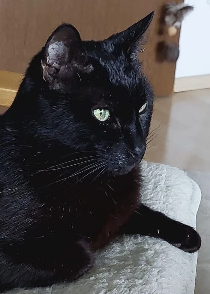 Lucipurr, senior Mixed Breed Cat for adoption at Katzenschutz Winterhude, Hamburg