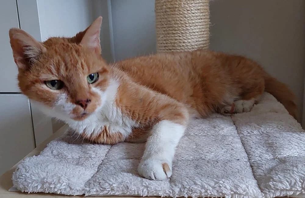 Lulik, senior Mixed Breed Cat for adoption at Katzenschutz Winterhude, Hamburg