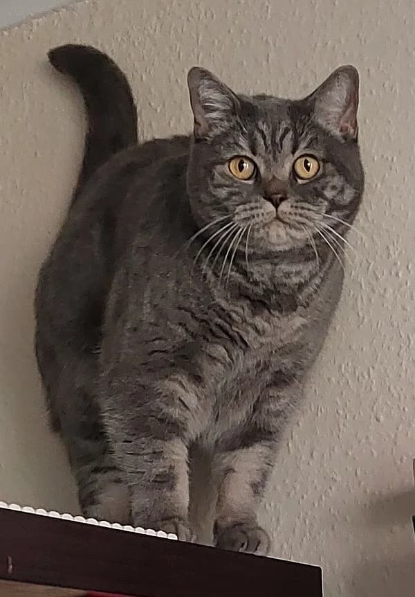 Luna, 4yo Mixed Breed Cat for adoption at Katzenschutz Winterhude, Hamburg