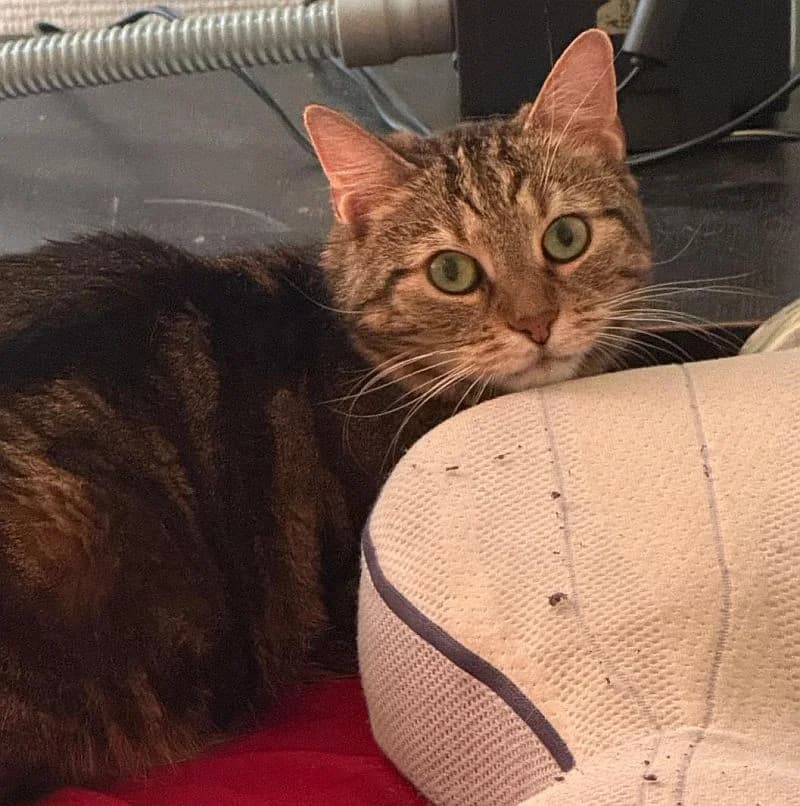 Luna, 5yo Mixed Breed Cat for adoption at Katzenschutz Winterhude, Hamburg