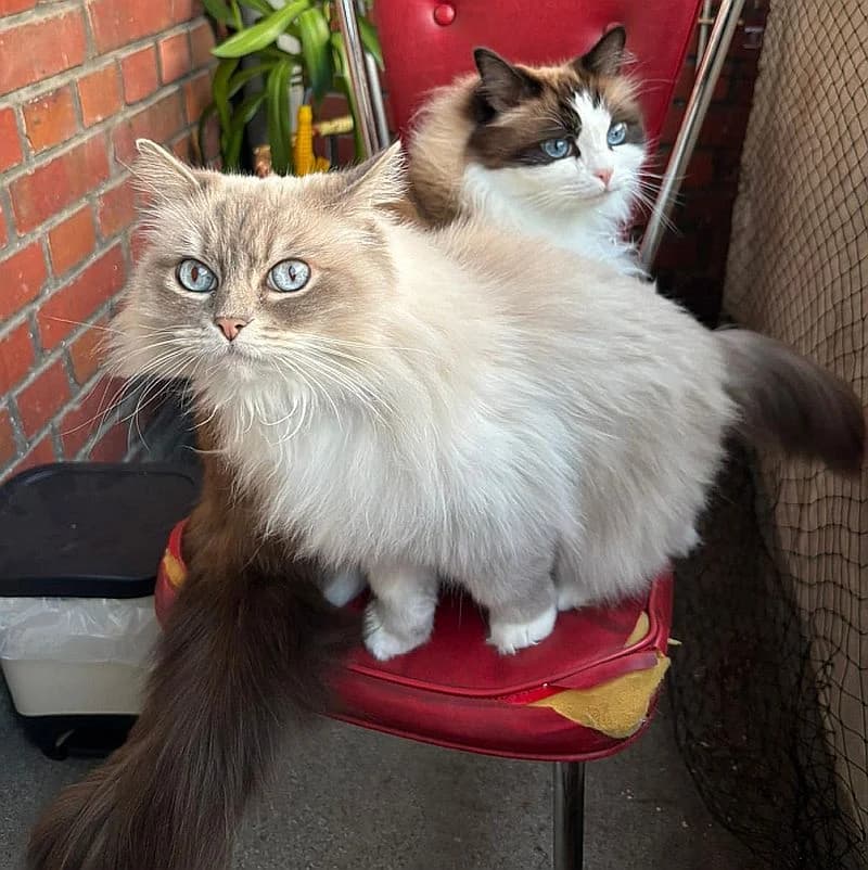 Luna & Fienchen, senior Mixed Breed Cat for adoption at Katzenschutz Winterhude, Hamburg