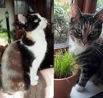 Luna u. Nikita, 6yo Mixed Breed Cat for adoption at Katzenschutz Winterhude, Hamburg