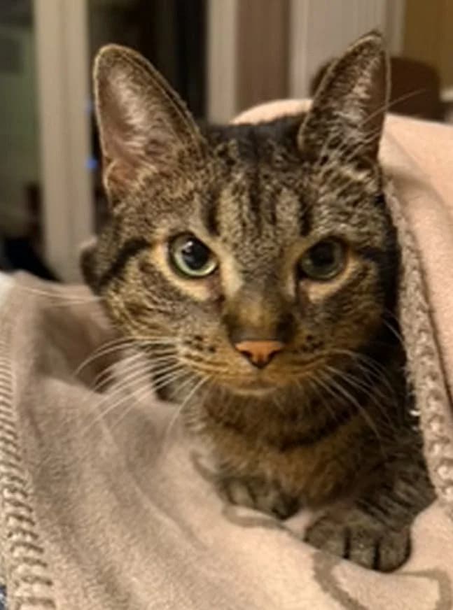 Maja, senior Mixed Breed Cat for adoption at Katzenschutz Winterhude, Hamburg