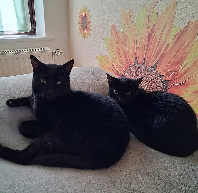 Mama-Miez, young Mixed Breed Cat for adoption at Katzenschutz Winterhude, Hamburg