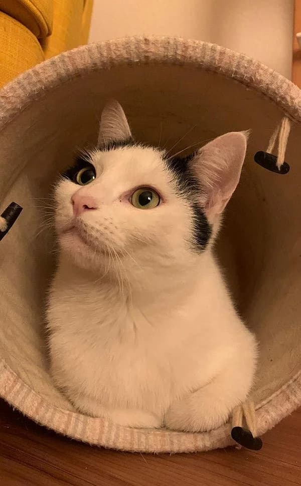 Marie, 3yo Mixed Breed Cat for adoption at Katzenschutz Winterhude, Hamburg
