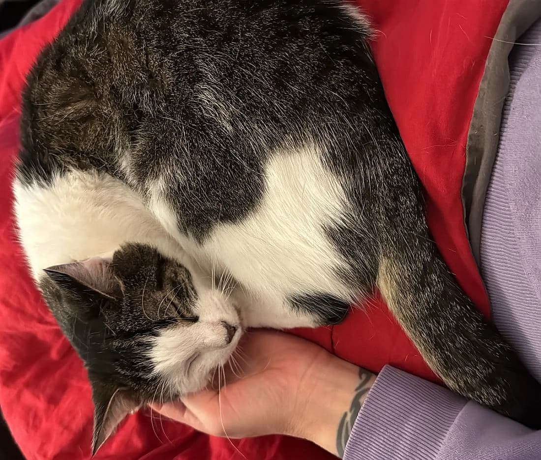 Marie & Moritz, senior Mixed Breed Cat for adoption at Katzenschutz Winterhude, Hamburg