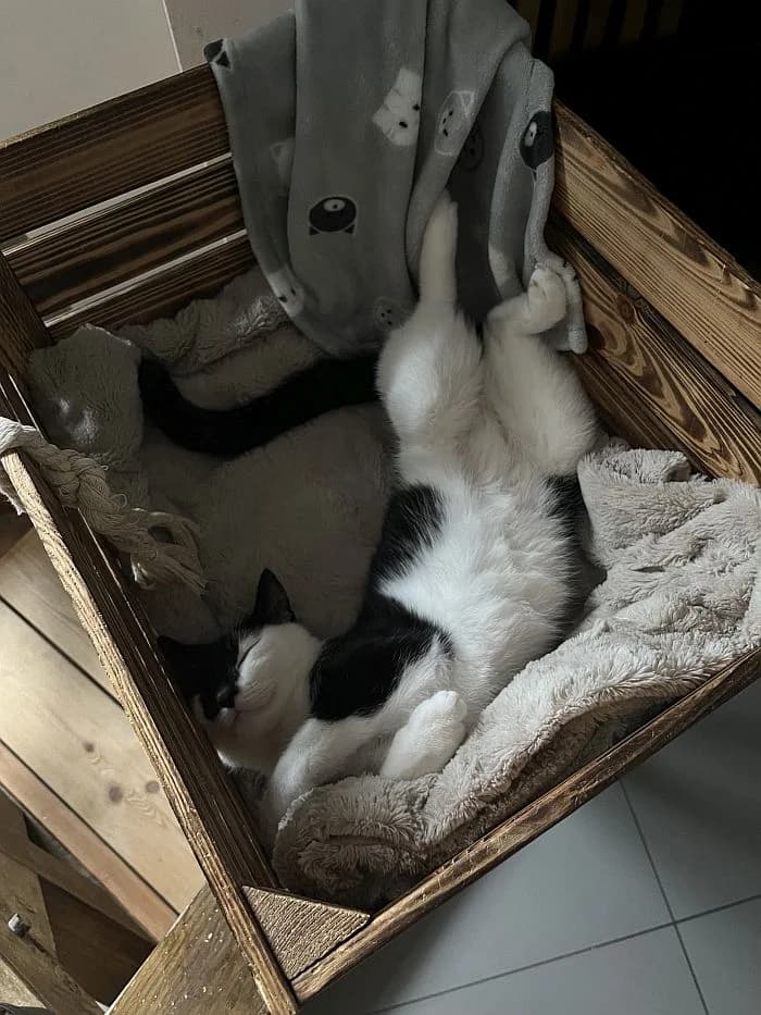 Mauz, 4yo Mixed Breed Cat for adoption at Katzenschutz Winterhude, Hamburg