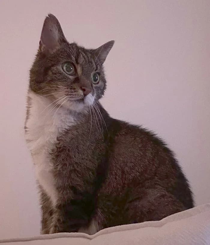 Mia, senior Mixed Breed Cat for adoption at Katzenschutz Winterhude, Hamburg