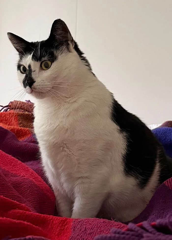 Mia, 4yo Mixed Breed Cat for adoption at Katzenschutz Winterhude, Hamburg