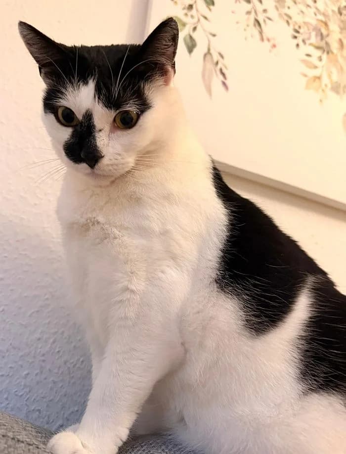 Mia, 4yo Mixed Breed Cat for adoption at Katzenschutz Winterhude, Hamburg