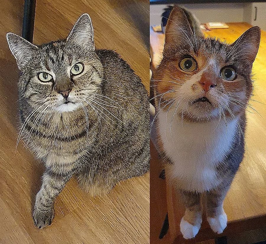 Mia und Nala, senior Mixed Breed Cat for adoption at Katzenschutz Winterhude, Hamburg