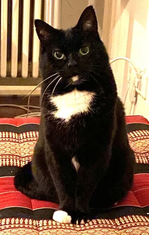 Micky, senior Mixed Breed Cat for adoption at Katzenschutz Winterhude, Hamburg