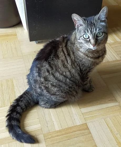 Mietzie, 6yo Mixed Breed Cat for adoption at Katzenschutz Winterhude, Hamburg