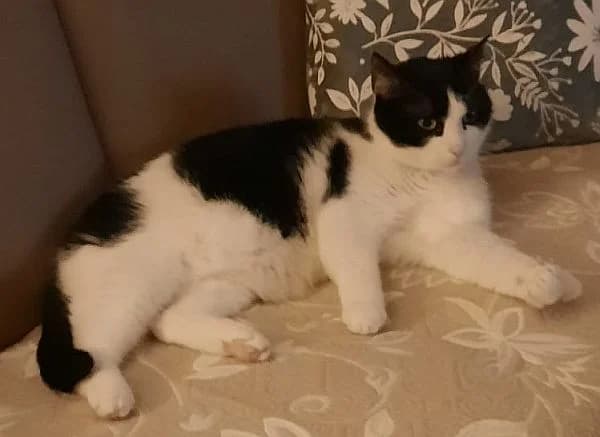 Mila, senior Mixed Breed Cat for adoption at Katzenschutz Winterhude, Hamburg