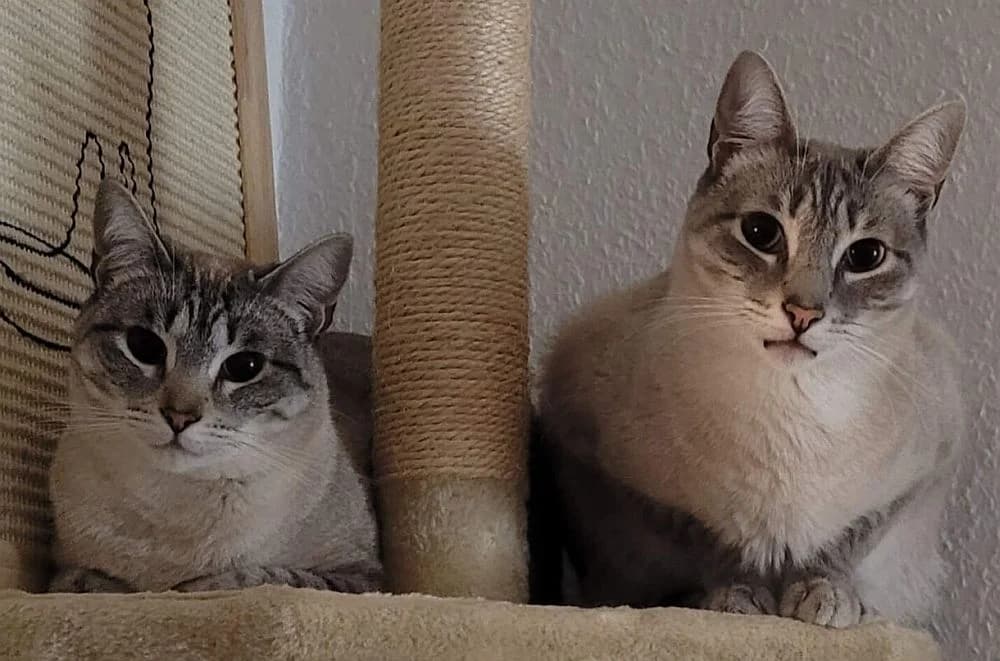 Milena und Milan, Mixed Breed Cat for adoption at Katzenschutz Winterhude, Hamburg