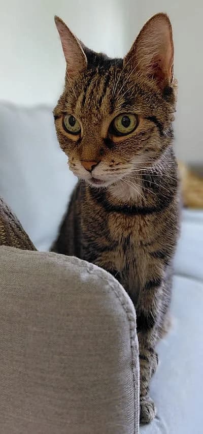Mimi, senior Mixed Breed Cat for adoption at Katzenschutz Winterhude, Hamburg