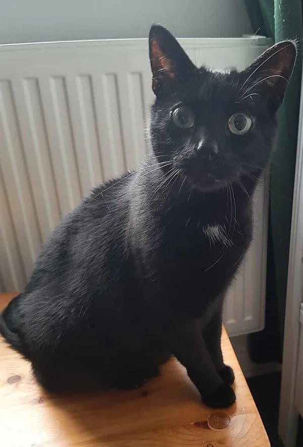 Mini, senior Mixed Breed Cat for adoption at Katzenschutz Winterhude, Hamburg