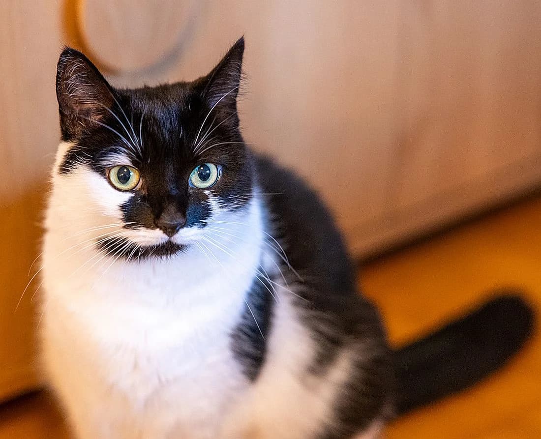 Minka, senior Mixed Breed Cat for adoption at Katzenschutz Winterhude, Hamburg