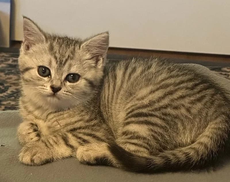 Minnosch, Mixed Breed Cat for adoption at Katzenschutz Winterhude, Hamburg