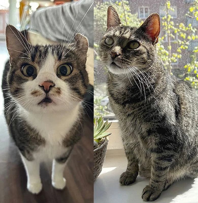 Minosch, 6yo Mixed Breed Cat for adoption at Katzenschutz Winterhude, Hamburg