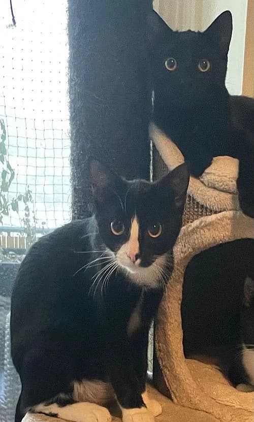 Mokka und Knoppers, Mixed Breed Cat for adoption at Katzenschutz Winterhude, Hamburg