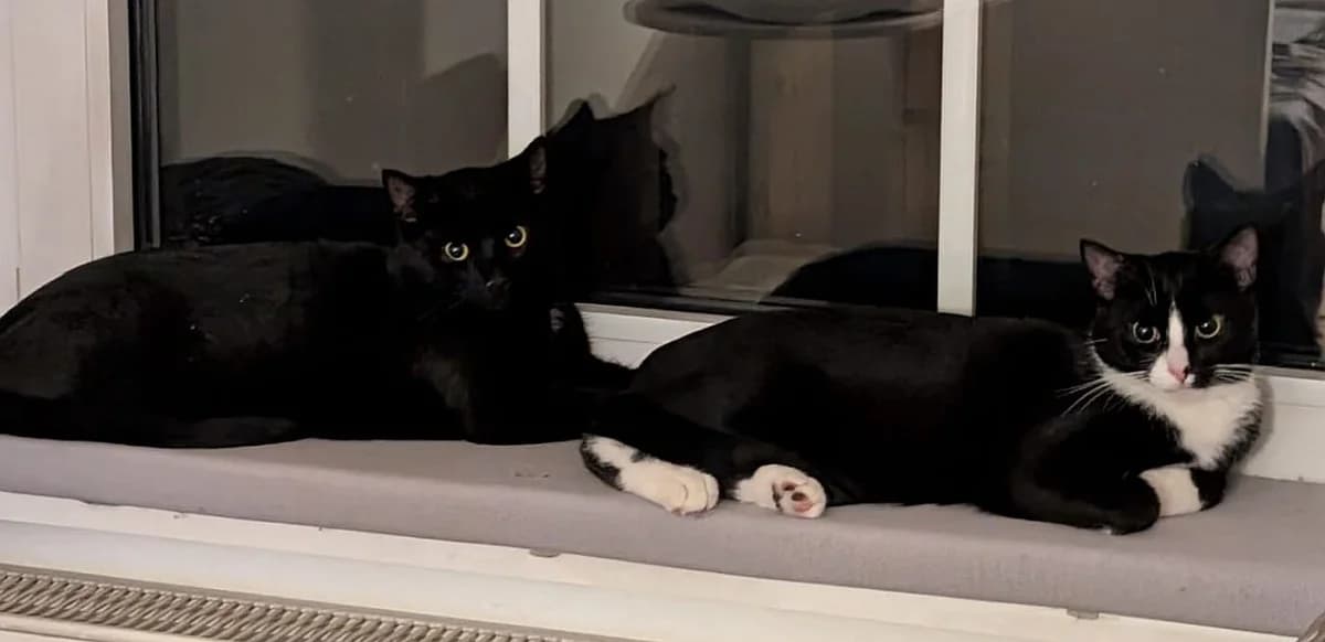 Mokka und Knoppers, Mixed Breed Cat for adoption at Katzenschutz Winterhude, Hamburg