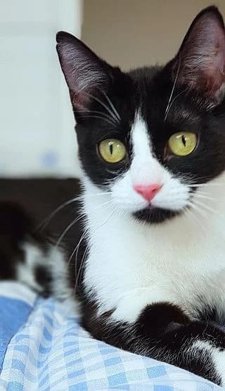 Mona, young Mixed Breed Cat for adoption at Katzenschutz Winterhude, Hamburg