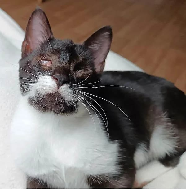 Murphy, Mixed Breed Cat for adoption at Katzenschutz Winterhude, Hamburg