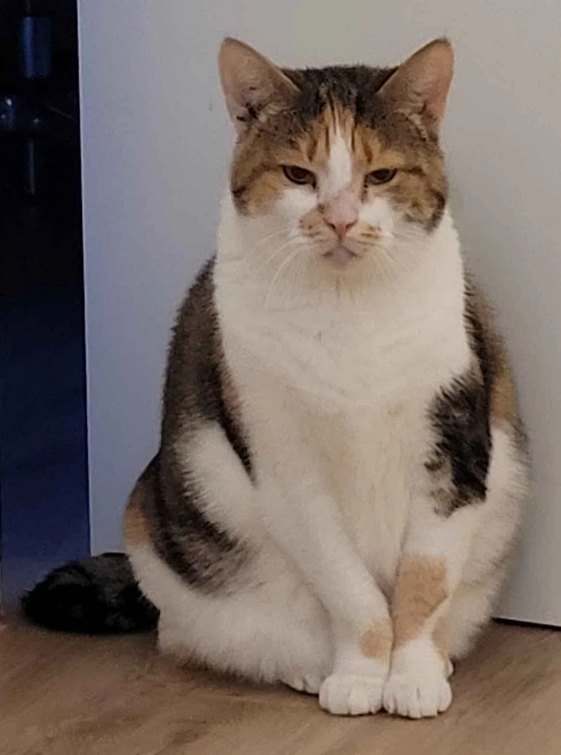 Nicki, senior Mixed Breed Cat for adoption at Katzenschutz Winterhude, Hamburg