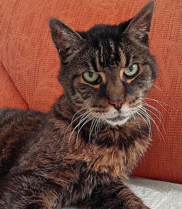 Niko, senior Mixed Breed Cat for adoption at Katzenschutz Winterhude, Hamburg
