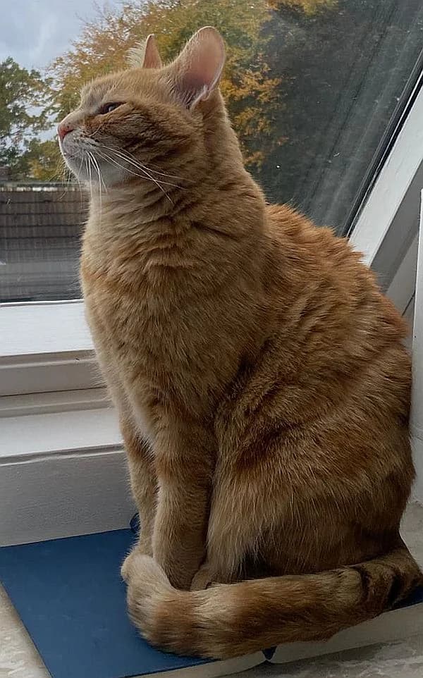 Olivia, senior Mixed Breed Cat for adoption at Katzenschutz Winterhude, Hamburg
