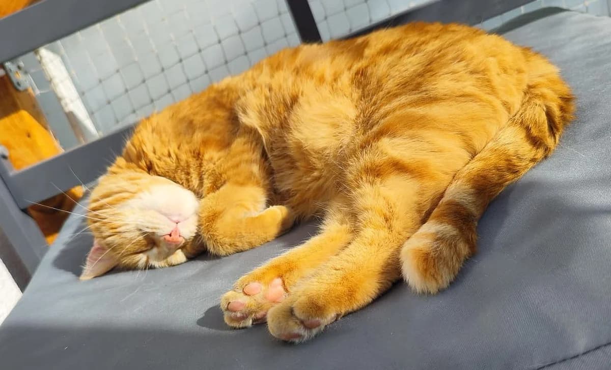 Olivia, senior Mixed Breed Cat for adoption at Katzenschutz Winterhude, Hamburg