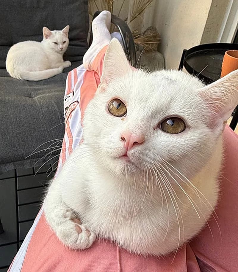Padmé & Killua, young Mixed Breed Cat for adoption at Katzenschutz Winterhude, Hamburg
