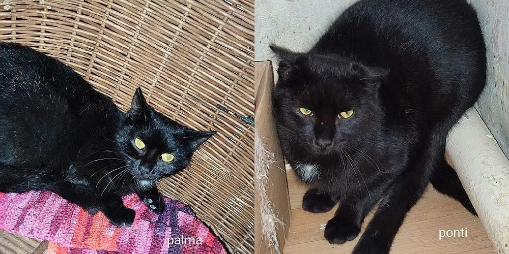 Palma und Ponti, young Mixed Breed Cat for adoption at Katzenschutz Winterhude, Hamburg