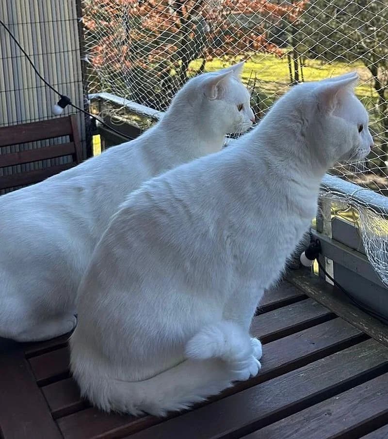 Pascha & Duman, Mixed Breed Cat for adoption at Katzenschutz Winterhude, Hamburg