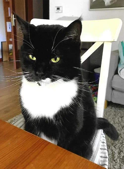 Pauli, 3yo Mixed Breed Cat for adoption at Katzenschutz Winterhude, Hamburg