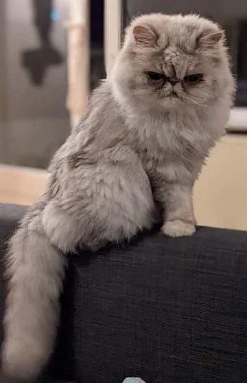 Phille, senior Mixed Breed Cat for adoption at Katzenschutz Winterhude, Hamburg